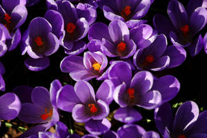 Purple Crocuses