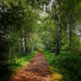 Moorland paths