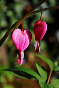 Bleeding Heart