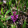 Wild Orchid