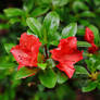 Wild Red Azalea