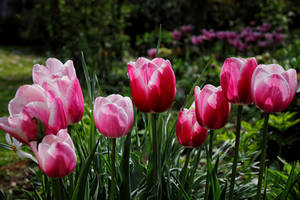 Pink Tulips