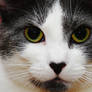 My Cat