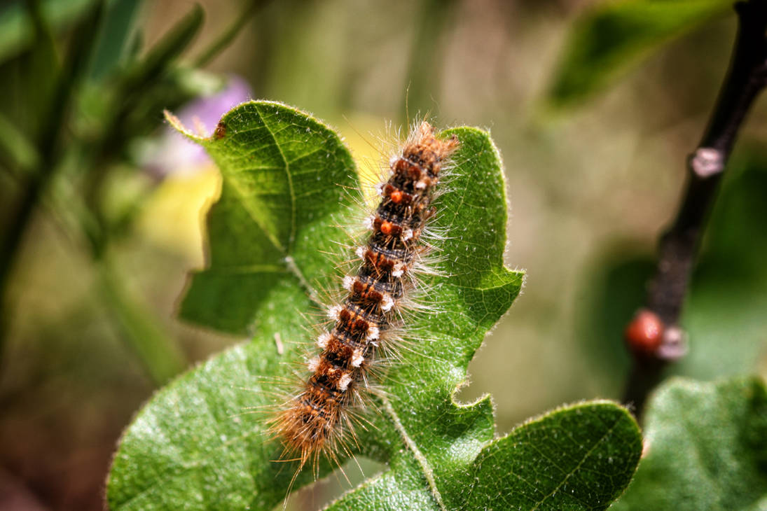 Brown-tail Moth