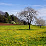 Cherry Trees