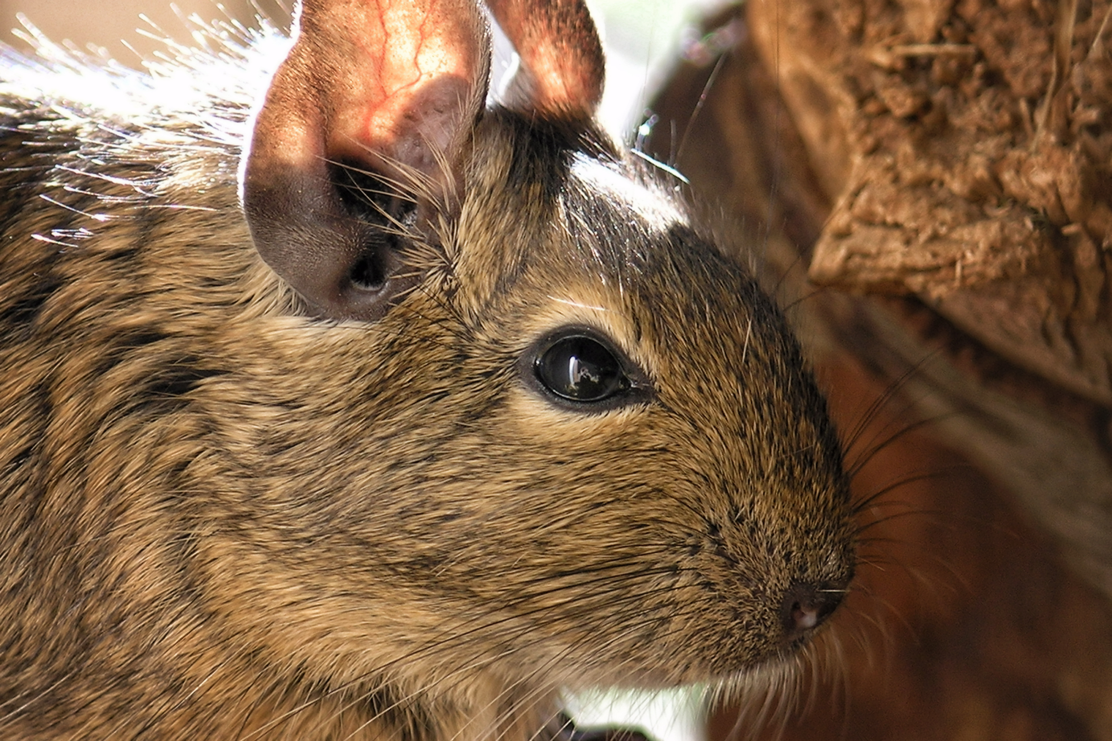 Deigus Degus by Laura-B-R on DeviantArt
