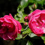 Pink Rose