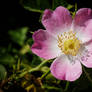 Pink Wild Rose