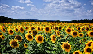 Sunflowers