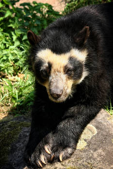 Spectacled bear