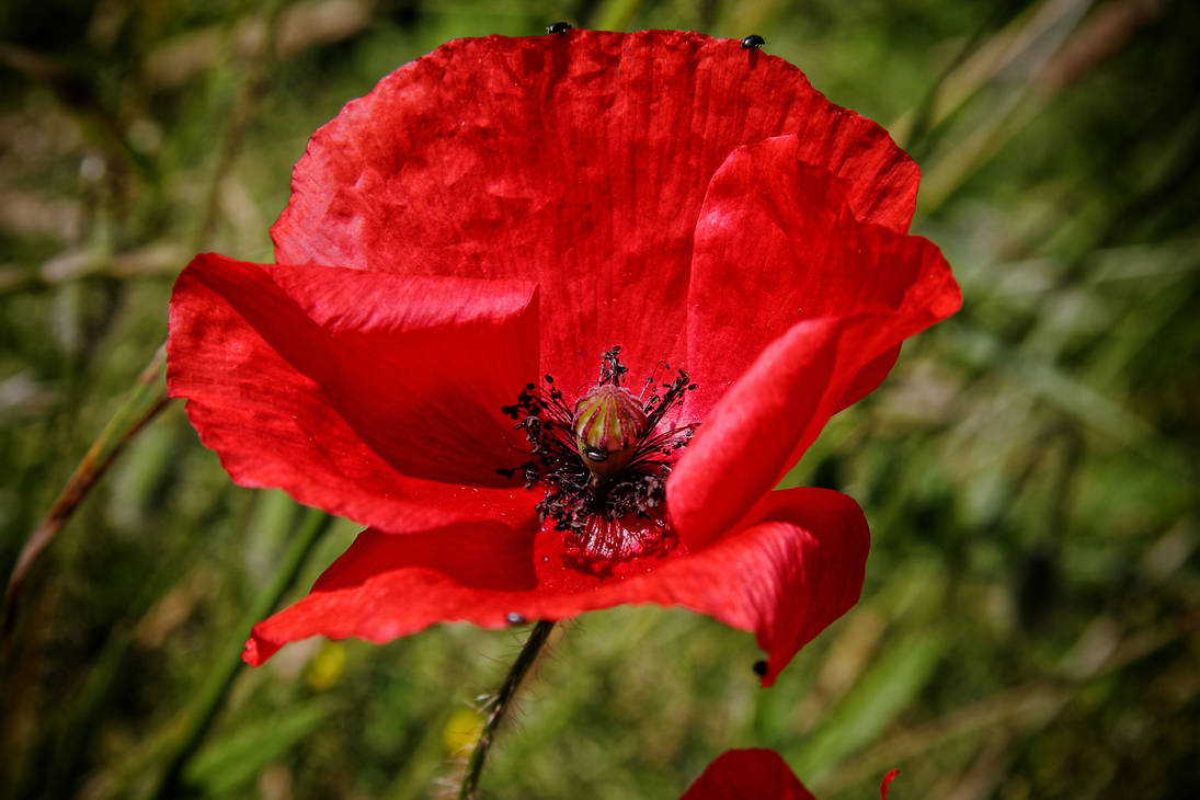 Red Poppy by Laura-B-R on DeviantArt