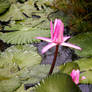 Pink Water Lily