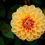 Yellow Dahlia