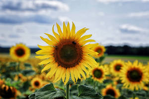 Sunflowers