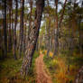 Moorland Paths