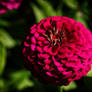 Pink Zinnia