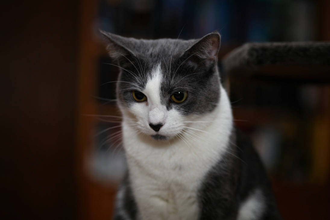 My Cat by Laura-B-R on DeviantArt