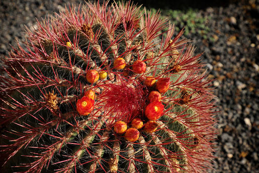 Ferocactus pilosus