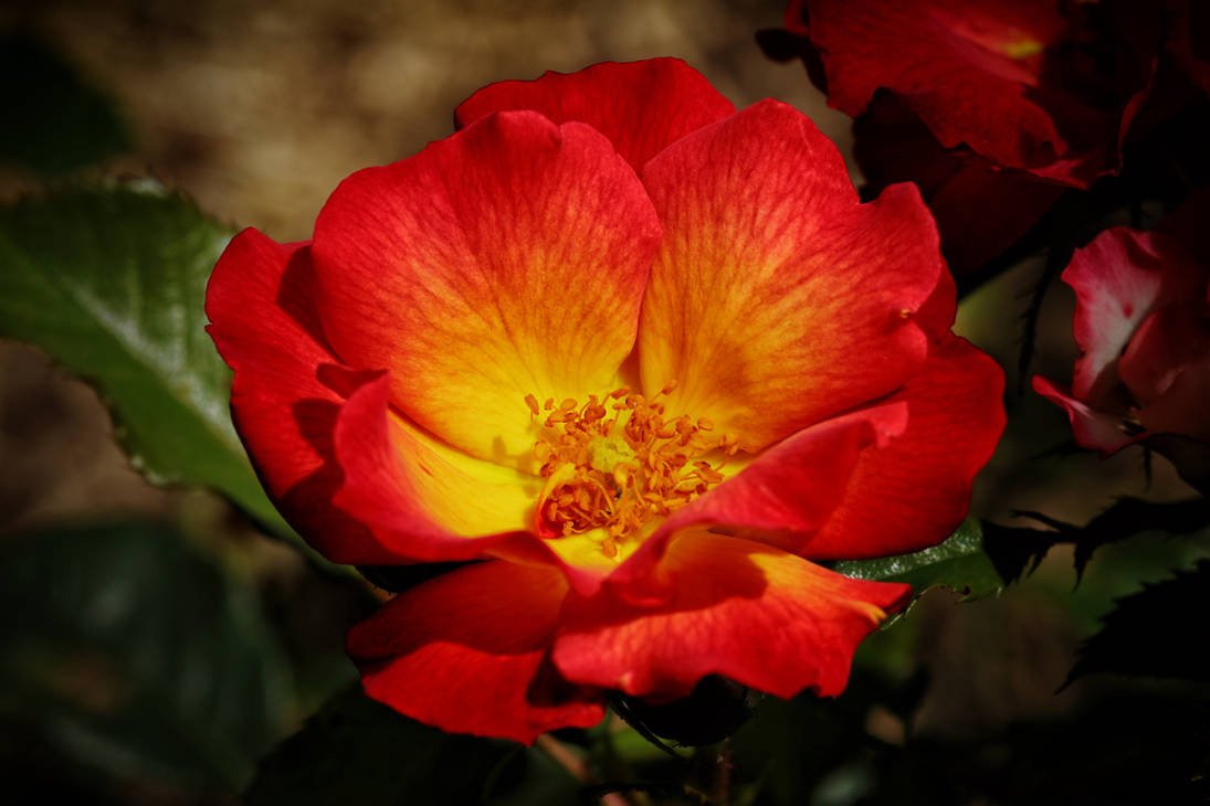 Hunt Red Roses Red Wild Rose by Laura-B-R on DeviantArt