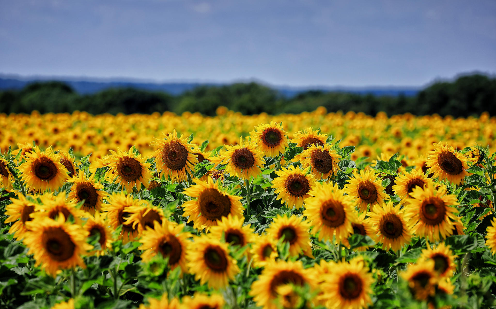Sunflowers