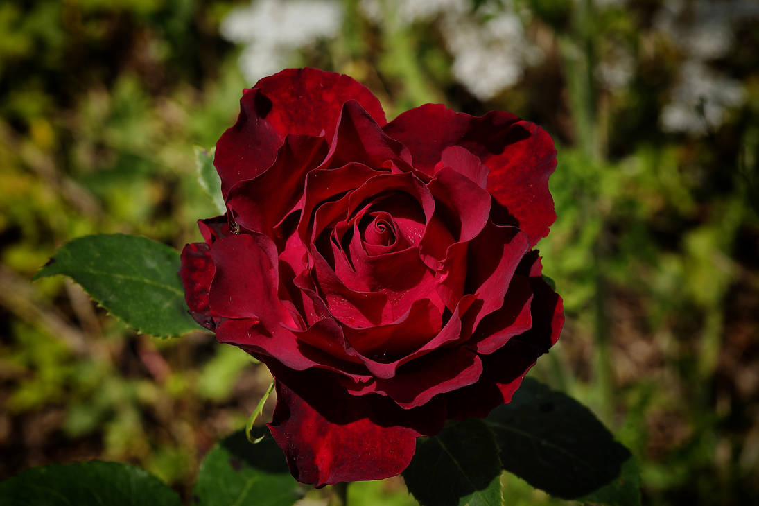 Dark Red Rose by Laura-B-R on DeviantArt