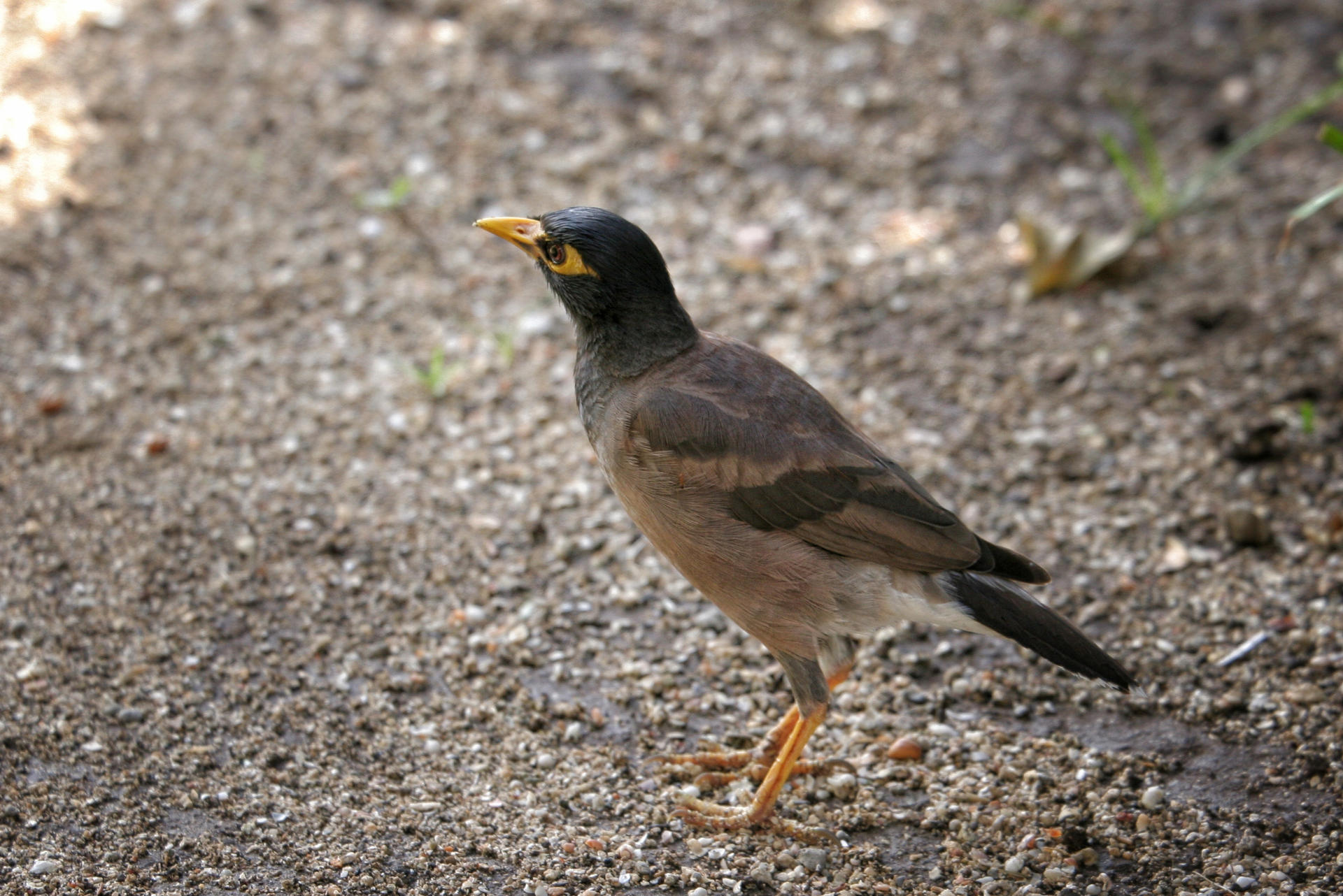 Myna Toronto Common Myna by Laura-B-R on DeviantArt