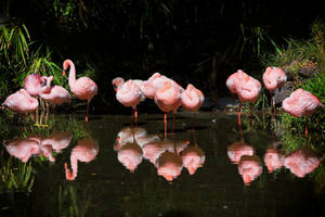 Flamingos