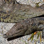 Nil Crocodiles