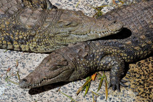 Nil Crocodiles