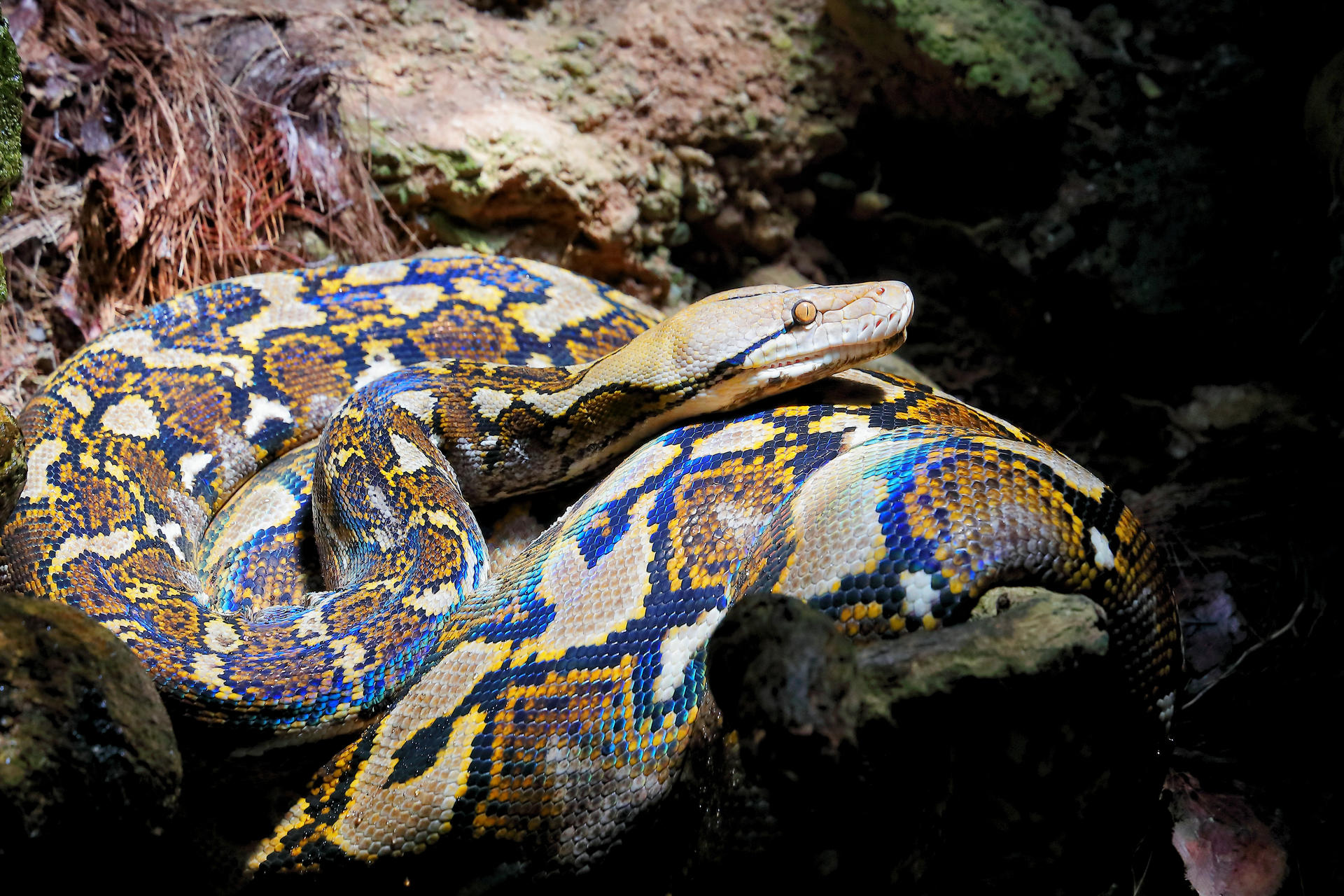 Burmese Python by Laura-B-R on DeviantArt