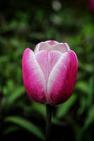 Pink Tulip