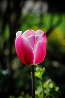 Pink Tulip