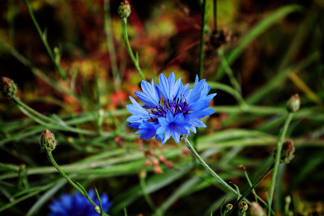 Cornflower by Laura-B-R on DeviantArt