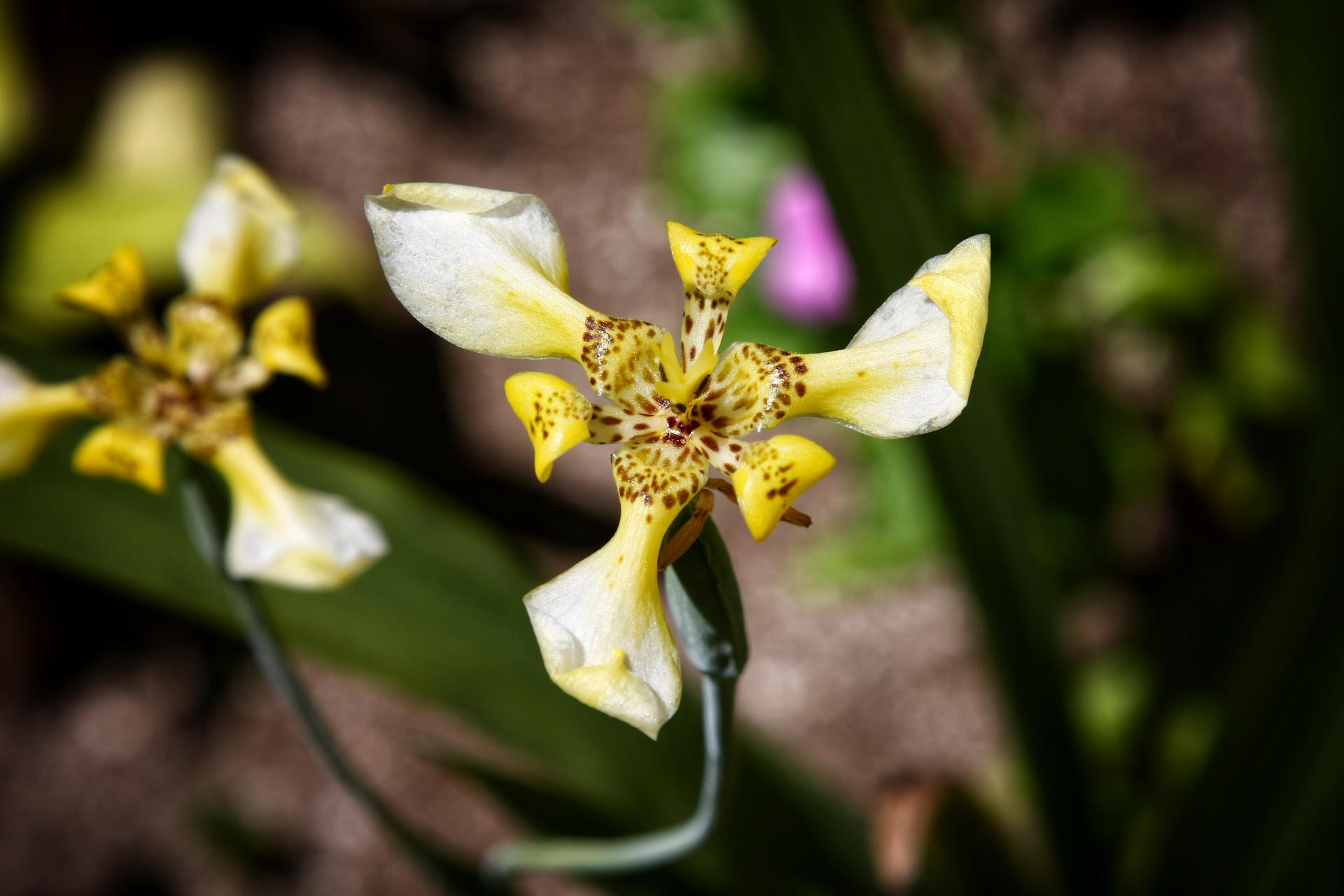 Iris by Laura-B-R on DeviantArt