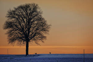 Beautiful Sunset - At home