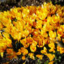 Yellow Crocuses