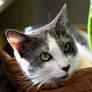 My Cat