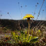 Dandelion