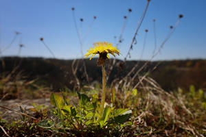 Dandelion