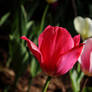 Red Tulip
