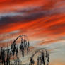 Beautiful Sunset - At home