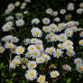 Daisies