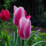 Pink Tulips