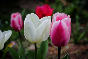 Tulips