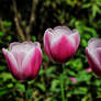 Pink Tulips