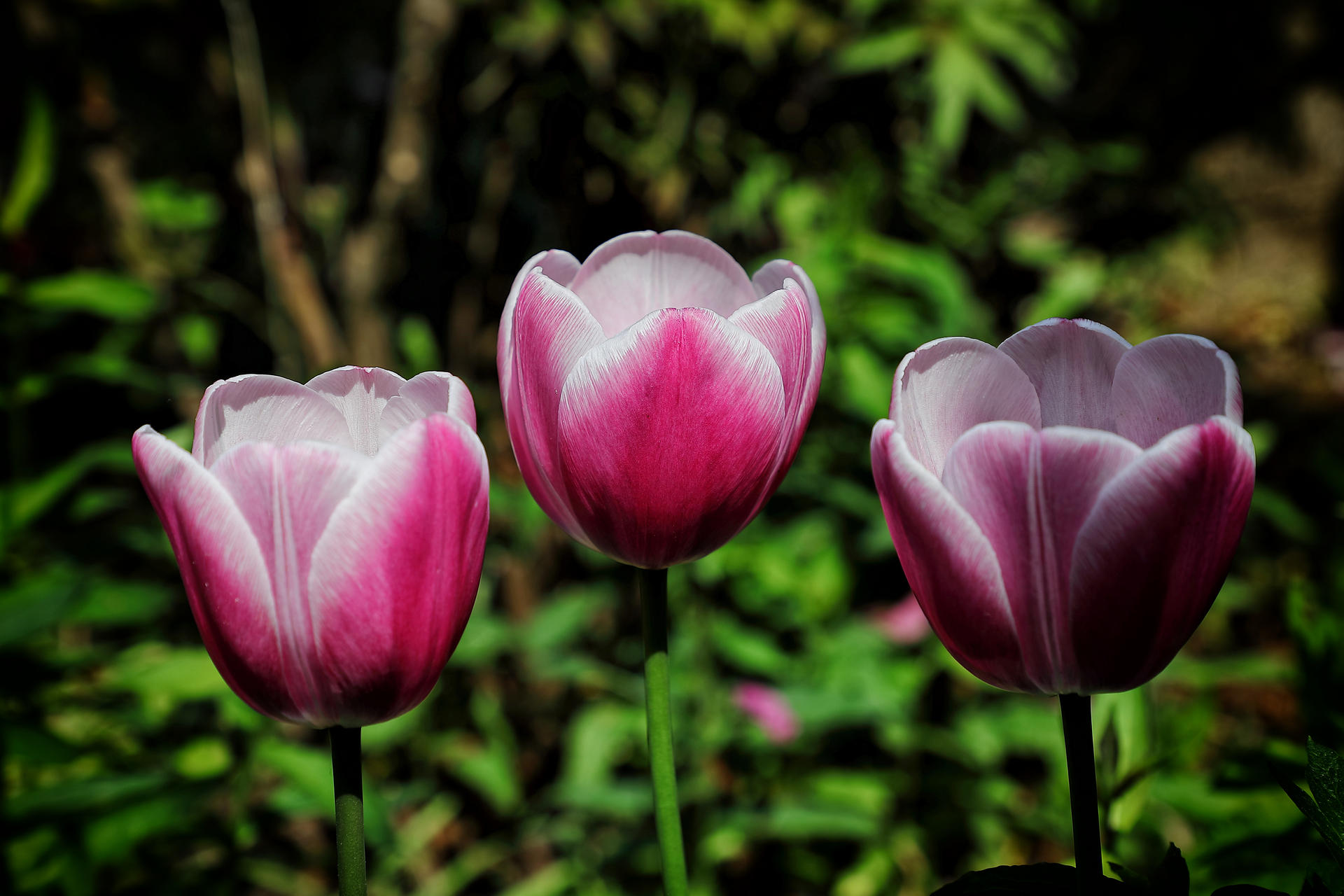 Pink Tulips
