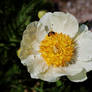 White Peony