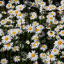 Daisies