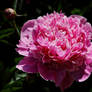 Pink Peony