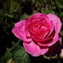 Pink Rose